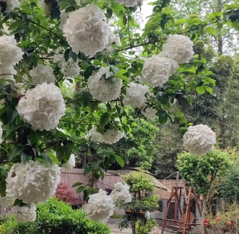 《谢池春慢·院有繁花 心有清欢》