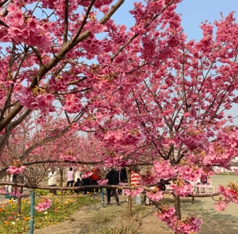 《一剪梅·绛樱院》