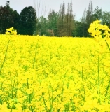 《一丛花·观高架村油菜花海》