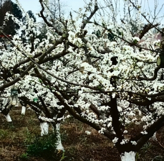 《鹧鸪天·清流小聚》